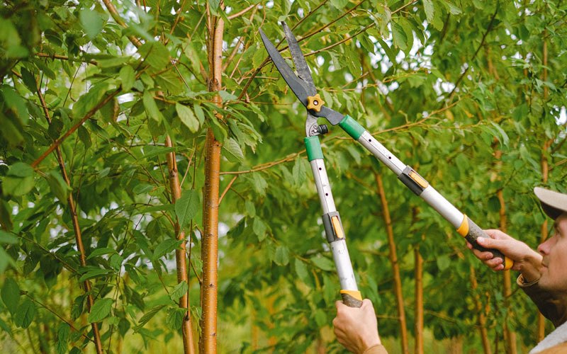 Tree trimming in Fremont, IA